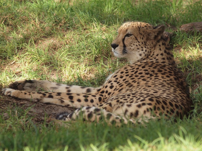 cheetah