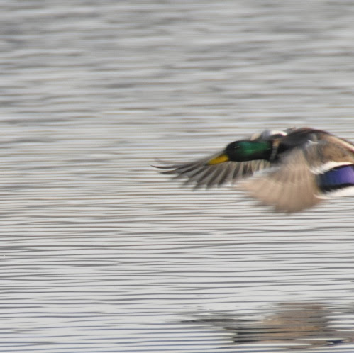 DSC_0896.jpg DSC 0896