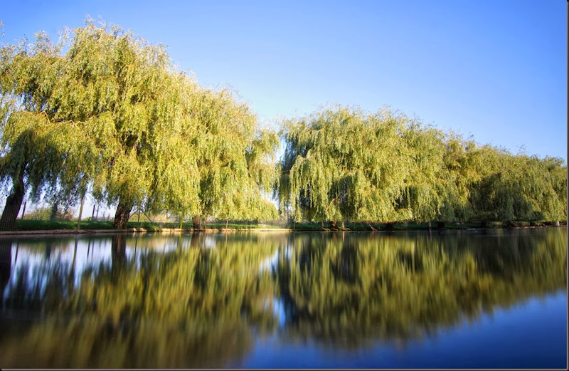 Willow trees at Lower Lake