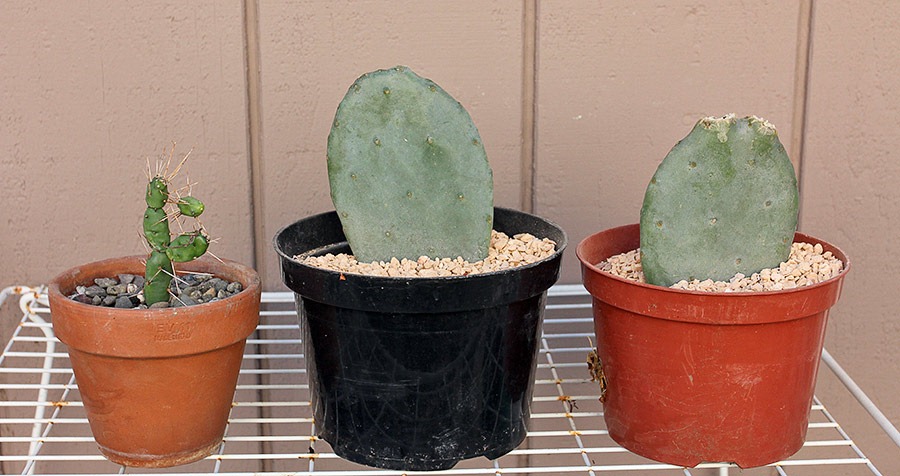 [110929_Opuntia-cacanapa-Ellisiana_04%255B2%255D.jpg]