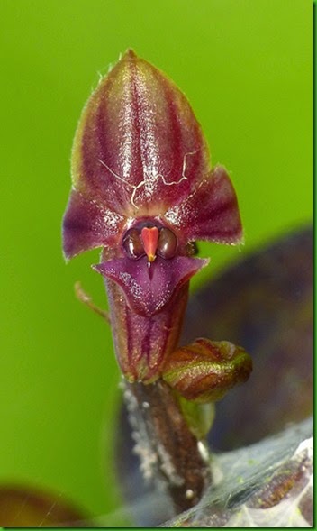 OR Pleurothallis diabolica OR Pleurothallis diabolica