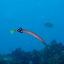 Trumpetfish