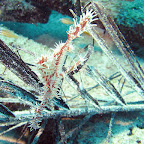 Ghostpipe fish