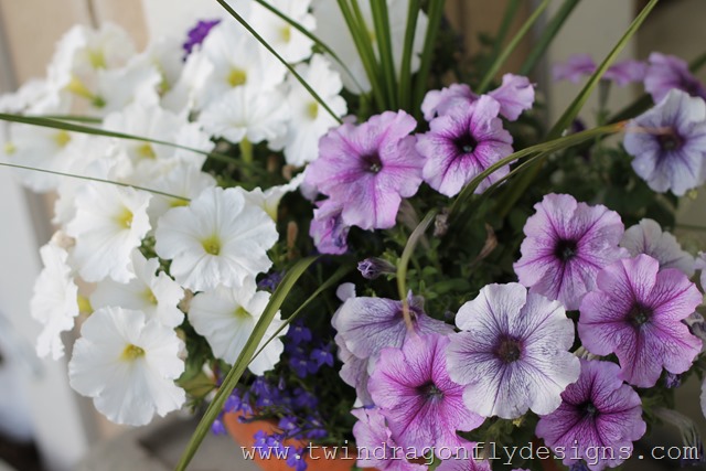 [Planting%2520Annuals%2520%252810%2529%255B2%255D.jpg]