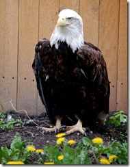 aviary60