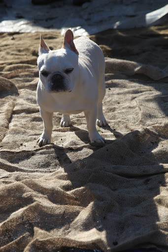 Francesca, why do you suppose there is burlap covering this stone walkway?