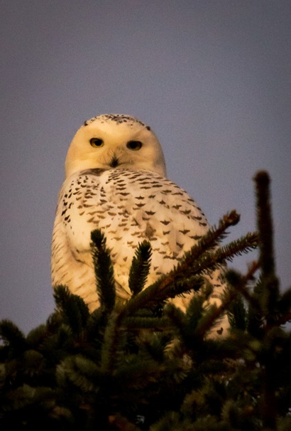 Snowy Owl