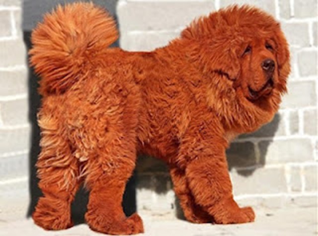 [New_Most_Expensive_Dog_Sold_for_1_Million%255B5%255D.jpg]