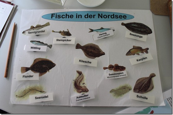 Nordseefische Nordseefische