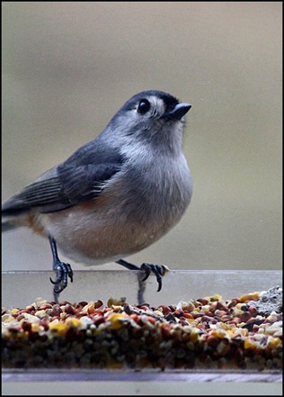 Nuthatch2 Nuthatch2