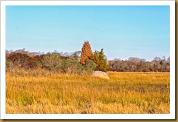 Marsh and Trees post Irene D7K_8494