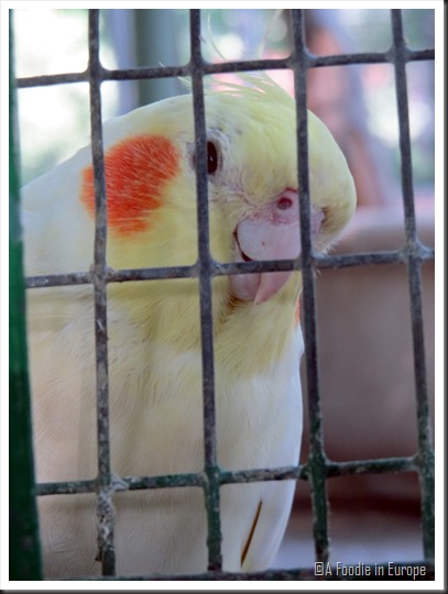 yellow cockateil close up