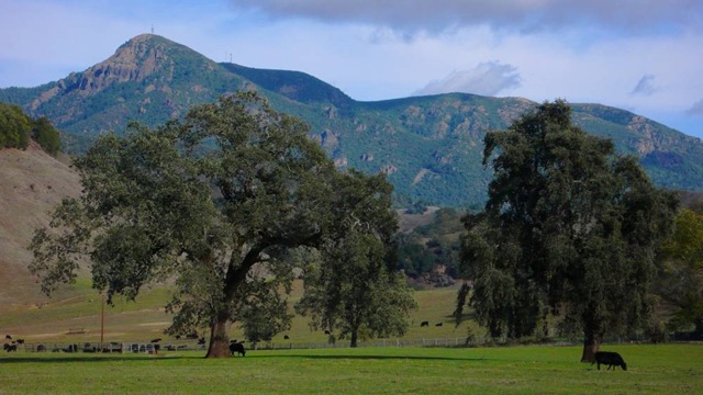 [1000x563-knights-valley-cows%255B6%255D.jpg]