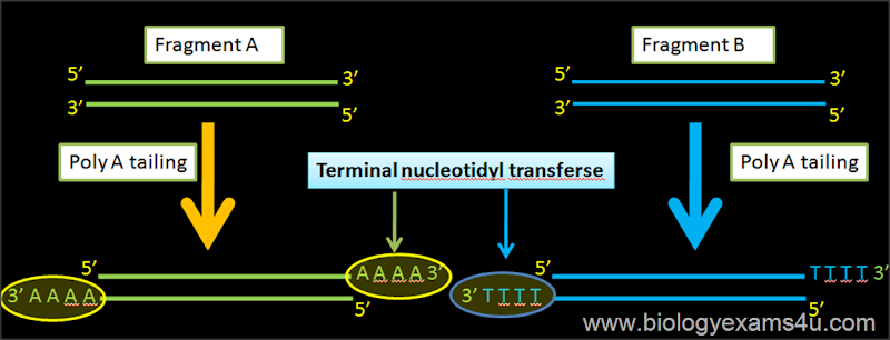 Terminal nucleotydyl transferase in rDNA technology