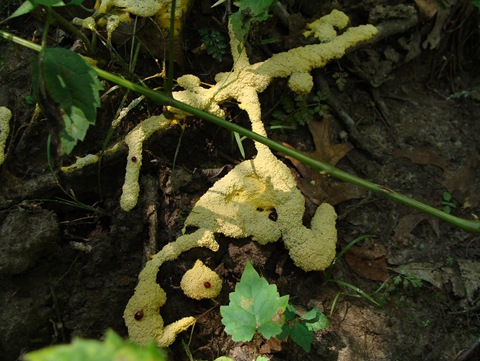 dog vomit slime mold dog vomit slime mold