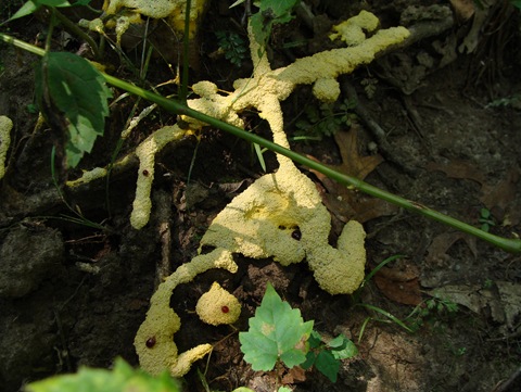 dog vomit slime mold