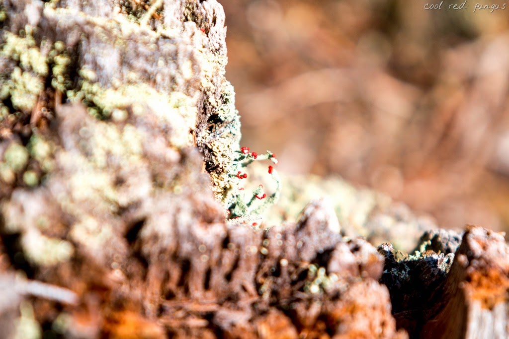 [IMG_0828%255B10%255D.jpg]