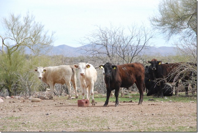 03-24-12 North Ranch 4X4 Ride (25)