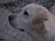 [De%2520olho%2520nos%2520Fora%2520-%2520Da%2520-%2520Lei.%2520Abr.2013%255B2%255D.jpg]