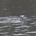 P1110352