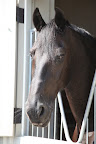 Let me explain - Sharkey, I am a horse and I am what is called an herbivore.  My teeth have adapted quite nicely to chew on all sorts of grasses, which is what we horses like to eat.