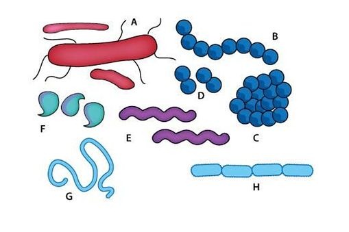 [Important%2520Bacterial%2520groups%2520in%2520Food%255B6%255D.jpg]