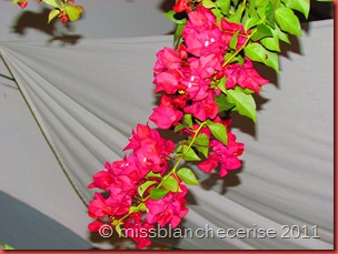 IMG_2484 IMG_2484