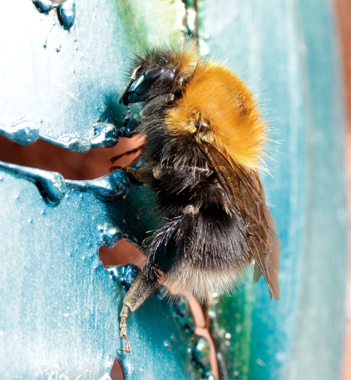 [12_03_11_Longfield_097_tree_bee%255B5%255D.jpg]