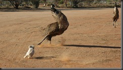 pup pup nd emus 016
