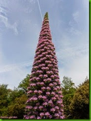 Echium pininana