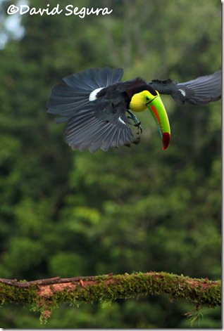 Ramphastos sulphuratus Ramphastos sulphuratus