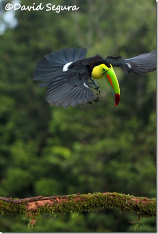 Ramphastos sulphuratus