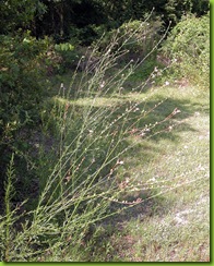DSCN0096
