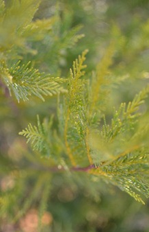 DSC_1130 DSC_1130