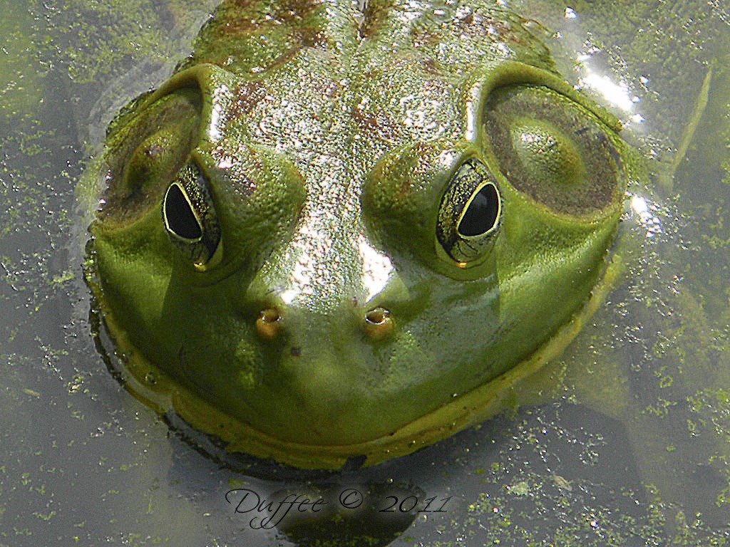 [Toadally%2520Charming%255B5%255D.jpg]