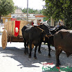 DesfiledeCarrosdeBois2011-053.jpg