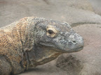 A komodo dragon at the Shark Reef Aquarium at Mandalay Bay.