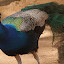 Peacock - Hobart, Australia