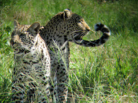 Momma leopard and her youngster  - Linyanti Concession (Chobe Region)