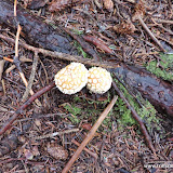 Cogumelos na Trilha no Chilkat State PArk - Haines, Alaska, EUA