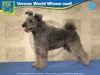 Pumi (hane/male) - Pommerac Csar