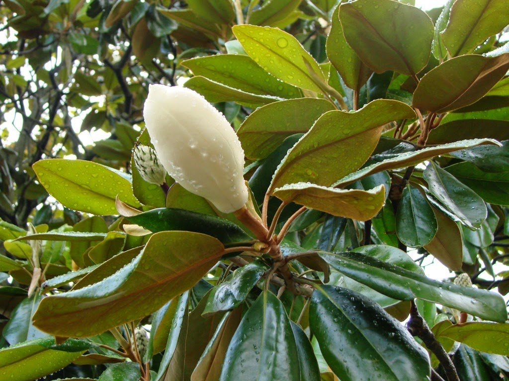 [magnolia_flower54.jpg]