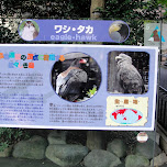 eagle hawk at ueno zoo in Ueno, Japan 