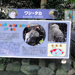 eagle hawk at ueno zoo in Ueno, Tokyo, Japan