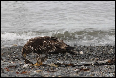 Young-Eagle-Eating