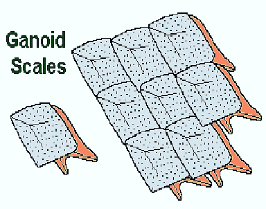 ganoid-scales