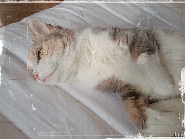 Ofelia Ofelia