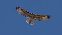 DSC03030.jpg