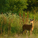 Deer