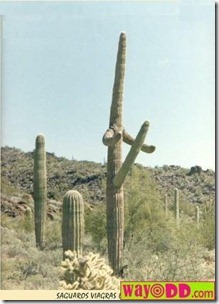 funny-pictures-cactus-erectus-0jG